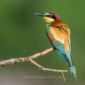 Bienenfresser (Merops apiaster)