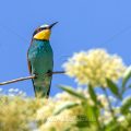 Bienenfresser (Merops apiaster)