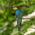 Bienenfresser (Merops apiaster)