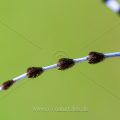 Alpenbock (Rosalia alpina) Fühlerdetail