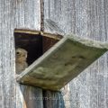 Turmfalke (Falco tinnunculus) Jungvogel im Nistkasten