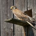 Turmfalke (Falco tinnunculus) Weibchen am Nistkasten