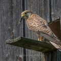 Turmfalke (Falco tinnunculus) Weibchen am Nistkasten