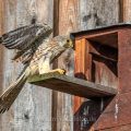 Turmfalke (Falco tinnunculus) Männchen mit Beute