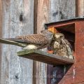Turmfalke (Falco tinnunculus) Männchen übergibt Beute an das Weibchen