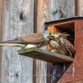 Turmfalke (Falco tinnunculus) Männchen übergibt Beute an das Weibchen