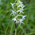 Weiße Waldhyazinthe (Platanthera bifolia)