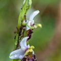 Hummelragwurz (Ophrys holoserica)