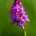 Pyramidenorchis (Anacamptis pyramidalis)