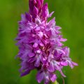 Pyramidenorchis (Anacamptis pyramidalis)