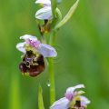 Hummelragwurz (Ophrys holoserica)