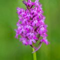Pyramidenorchis (Anacamptis pyramidalis)