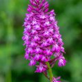 Pyramidenorchis (Anacamptis pyramidalis)
