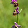 Hummelragwurz (Ophrys holoserica)
