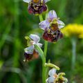 Hummelragwurz (Ophrys holoserica)