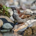 Haussperling (Passer domesticus) Männchen