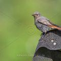 Hausrotschwanz (Phoenicurus ochruros) Weibchen