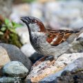 Haussperling (Passer domesticus) Männchen