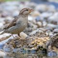 Haussperling (Passer domesticus) Weibchen