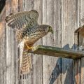 Turmfalke (Falco tinnunculus) Weibchen am Nistkasten