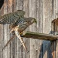Turmfalke (Falco tinnunculus) Weibchen am Nistkasten
