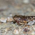 Grasfrosch oder Erdkröte in der Metamorphose