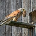 Turmfalke (Falco tinnunculus) Männchen mit Maus am Nistkasten