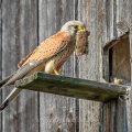 Turmfalke (Falco tinnunculus) Männchen mit Maus am Nistkasten