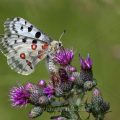 Roter Apollo (Parnassius apollo)