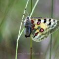Roter Apollo (Parnassius apollo)