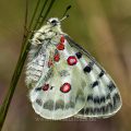 Roter Apollo (Parnassius apollo)