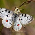 Roter Apollo (Parnassius apollo)