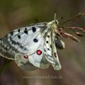 Roter Apollo (Parnassius apollo) Paarungsrangelei