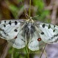 Roter Apollo (Parnassius apollo)