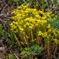 Scharfer Mauerpfeffer (Sedum acre)