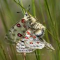 Roter Apollo (Parnassius apollo) Paarung