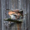 Turmfalke (Falco tinnunculus) Männchen mit Maus am Nistkasten