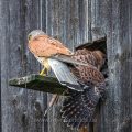 Turmfalke (Falco tinnunculus) Männchen mit Maus am Nistkasten