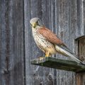 Turmfalke (Falco tinnunculus) Männchen mit Maus am Nistkasten