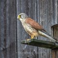 Turmfalke (Falco tinnunculus) Männchen mit Maus am Nistkasten