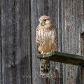 Turmfalke (Falco tinnunculus) Jungvogel am Nistkasten