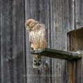 Turmfalke (Falco tinnunculus) Jungvogel am Nistkasten