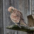 Turmfalke (Falco tinnunculus) Jungvögel am Nistkasten