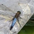 Großer Blaupfeil (Orthetrum cancellatum) Männchen
