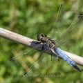 Großer Blaupfeil (Orthetrum cancellatum) Männchen