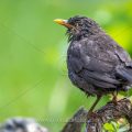 Amsel (Turdus merula) Männchen