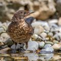 Amsel (Turdus merula) im Jugendkleid