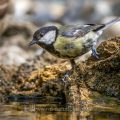Kohlmeise (parus major) am Vogelbad