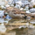 Haussperling (Passer domesticus) Weibchen