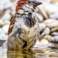 Haussperling (Passer domesticus) Männchen